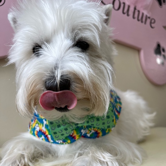 BOWTIE CAPES - Picture 2 of 5